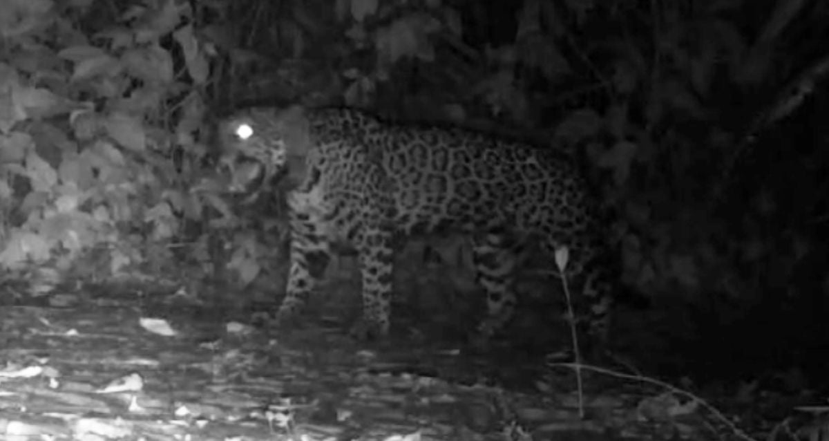 Cameras In Brazil Record Jaguars ‘Meowing’ For The First Time