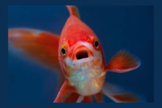 Top 10 Foolish Food Fads