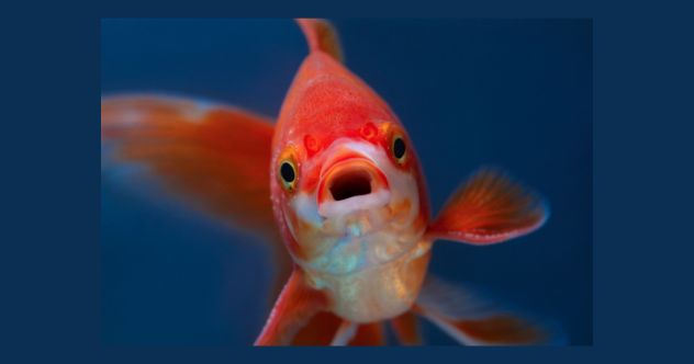 Top 10 Foolish Food Fads