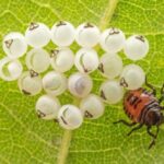 10 Eggs-traordinarily Odd Eggs – Listverse