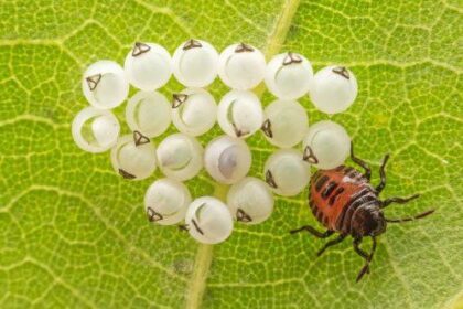 10 Eggs-traordinarily Odd Eggs – Listverse