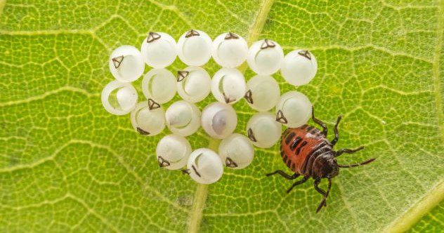 10 Eggs-traordinarily Odd Eggs – Listverse