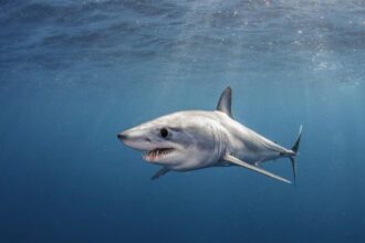 10 Strange Things Found Inside Other Things