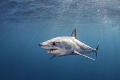 10 Strange Things Found Inside Other Things