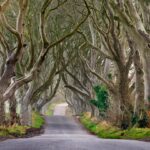 8 European Forests Straight Out of a Fantasy Novel