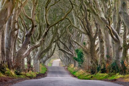 8 European Forests Straight Out of a Fantasy Novel