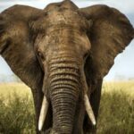 The 10 Weirdest Materials That Can Be Used to Make Paper