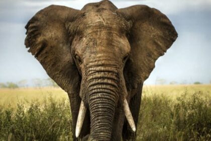 The 10 Weirdest Materials That Can Be Used to Make Paper