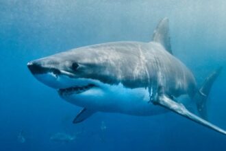 10 New Shark Secrets That Recently Dropped