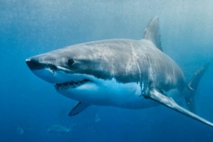 10 New Shark Secrets That Recently Dropped