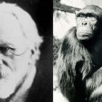 The Hypothetical Hybrid Of A Chimpanzee And A Human