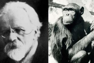 The Hypothetical Hybrid Of A Chimpanzee And A Human