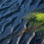 How Does an Oil Spill Really Impact the Environment?