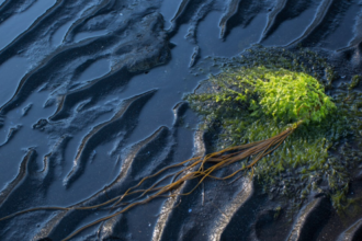 How Does an Oil Spill Really Impact the Environment?