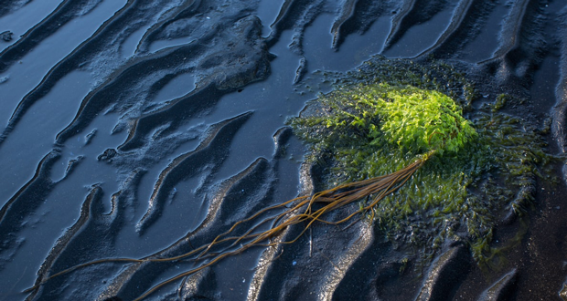 How Does an Oil Spill Really Impact the Environment?
