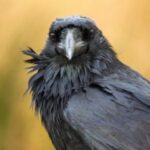 10 Creepy Omens That Foretold a Royal Death