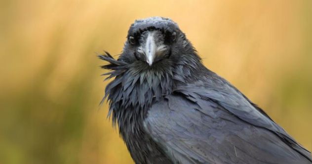 10 Creepy Omens That Foretold a Royal Death