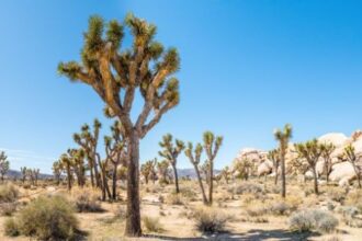 10 Tragic Disappearances and Deaths in Joshua Tree National Park