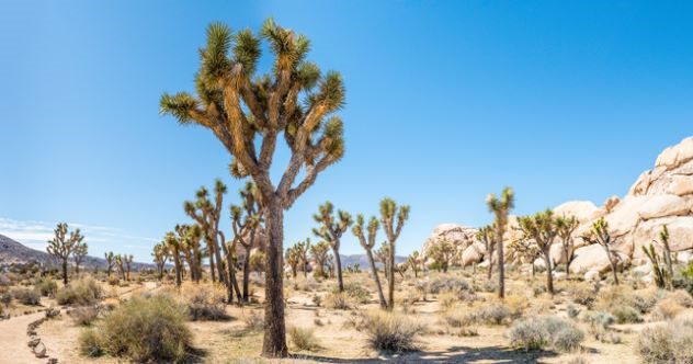 10 Tragic Disappearances and Deaths in Joshua Tree National Park