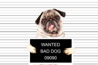 10 Strange Cases of Non-Humans Put on Trial