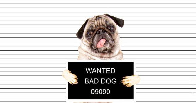 10 Strange Cases of Non-Humans Put on Trial