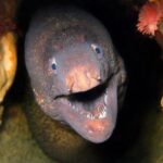 10 Strangest Objects People Have “Fallen” On