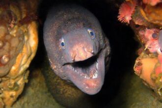 10 Strangest Objects People Have “Fallen” On