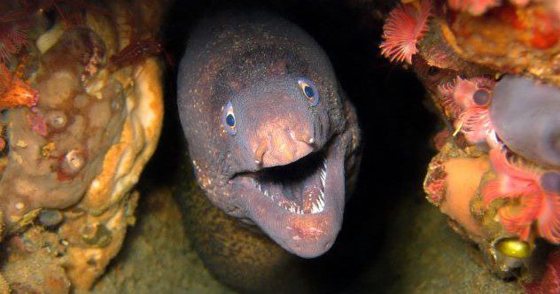 10 Strangest Objects People Have “Fallen” On