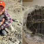 Boy Finds 48-Million-Year-Old Fossilized Turtle Shell In Wyoming