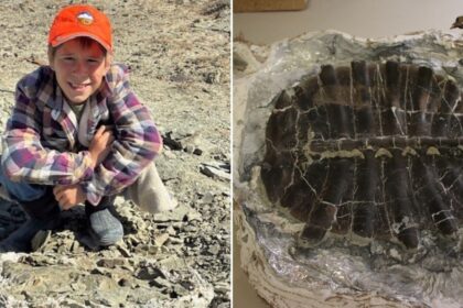 Boy Finds 48-Million-Year-Old Fossilized Turtle Shell In Wyoming