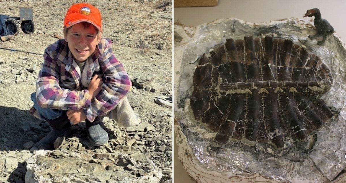Boy Finds 48-Million-Year-Old Fossilized Turtle Shell In Wyoming
