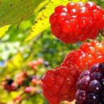 10 Strange Bits of British Food Folklore