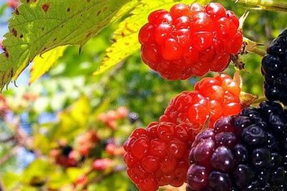 10 Strange Bits of British Food Folklore