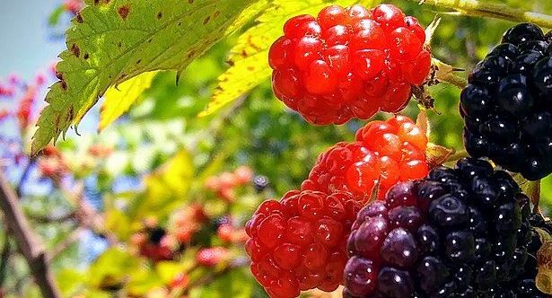 10 Strange Bits of British Food Folklore