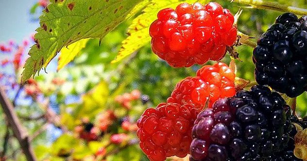 10 Strange Bits of British Food Folklore