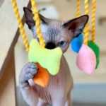 Sphynx Cats for Sale: The Ultimate Guide to Hairless Breeds