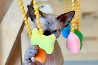 Sphynx Cats for Sale: The Ultimate Guide to Hairless Breeds