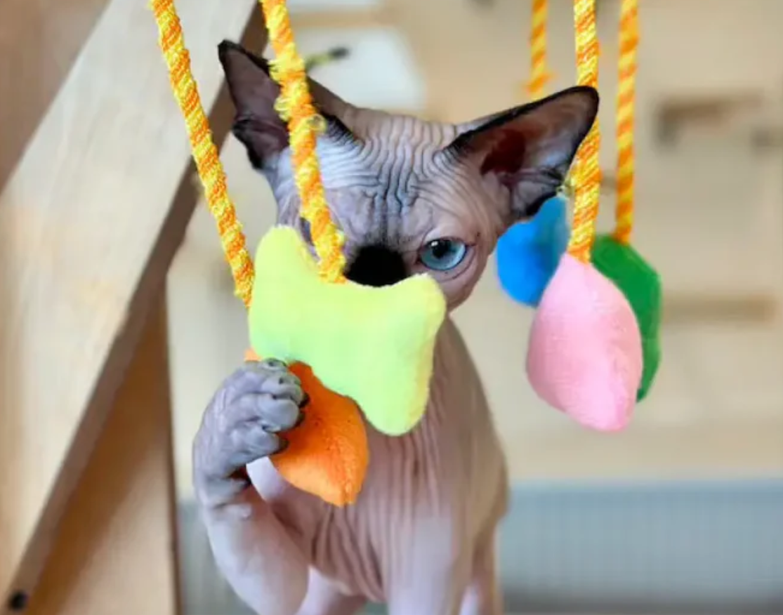 Sphynx Cats for Sale: The Ultimate Guide to Hairless Breeds