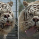 Animals With Down Syndrome: Debunking This Popular Myth