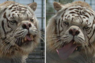 Animals With Down Syndrome: Debunking This Popular Myth