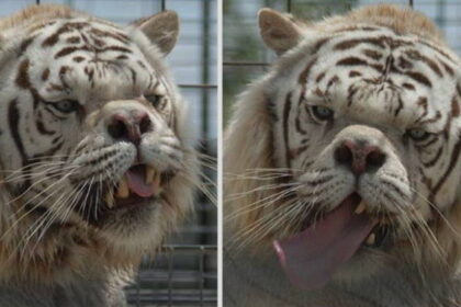 Animals With Down Syndrome: Debunking This Popular Myth