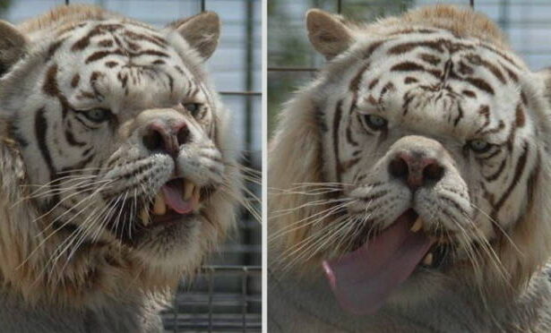 Animals With Down Syndrome: Debunking This Popular Myth