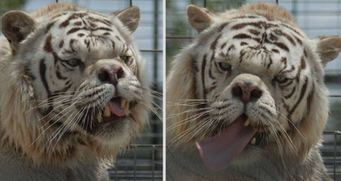 Animals With Down Syndrome: Debunking This Popular Myth