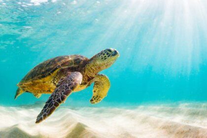 10 Amazing and Unexpected Ways Experts Guess the Age of Things