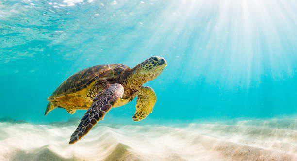 10 Amazing and Unexpected Ways Experts Guess the Age of Things