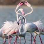 The Animal Kingdom’s 10 Greatest Dance Moves