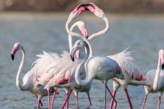 The Animal Kingdom’s 10 Greatest Dance Moves