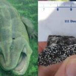 Prehistoric Creature With Sideways Jaws Discovered In Brazil