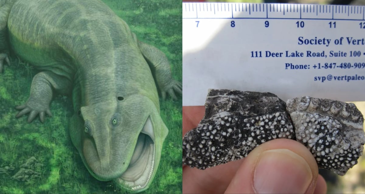 Prehistoric Creature With Sideways Jaws Discovered In Brazil