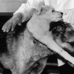 How Vladimir Demikhov Made A Two-Headed Dog